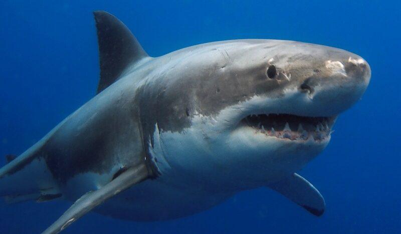 dreamstime s 72588261-e1739381128576