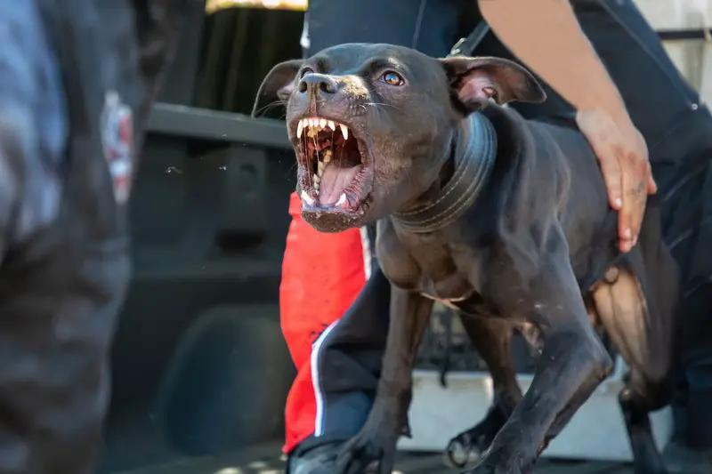 dreamstime s 264303429